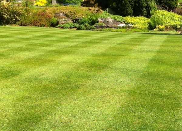 Cost of Commercial Grass Cutting in Mount Juliet