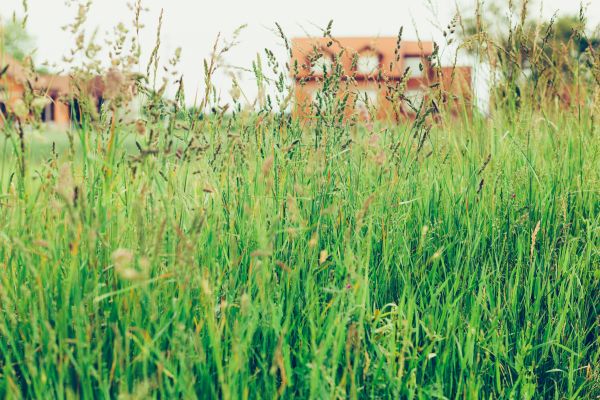 Cost of Tall Grass Cutting in Mount Juliet