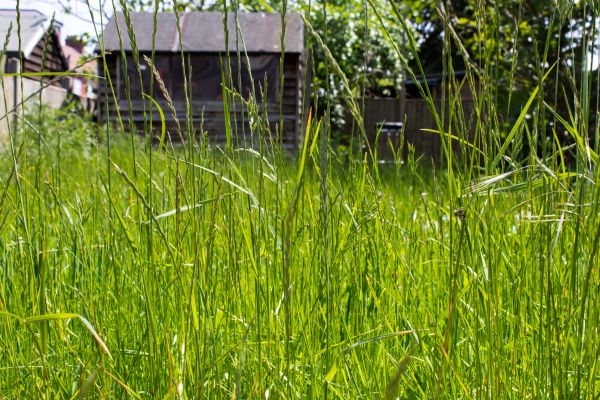 Cost of Overgrown Lawn Trimming in Mount Juliet