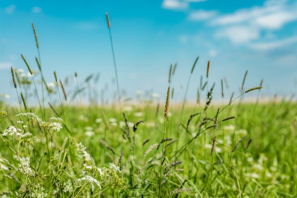 Cost of High Grass Trimming in Mount Juliet