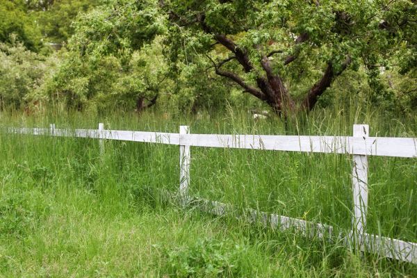 Cost of Fence Line Trimming in Mount Juliet